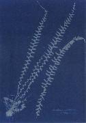 Anna Atkins Asplenium ebeneum oil